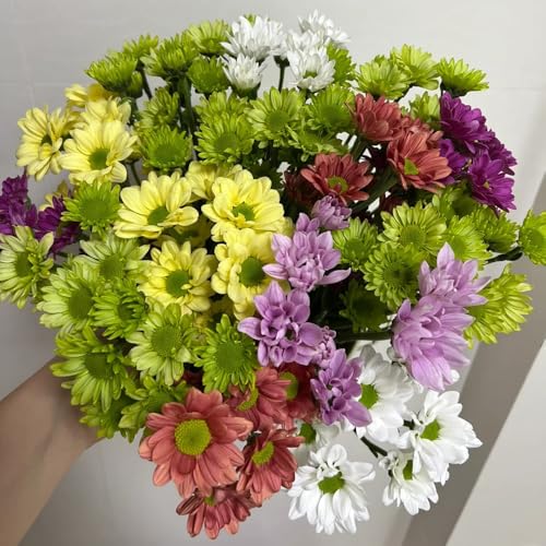 400 piezas semillas de margarita, flores del balcón plantas de balcón resistente, Bellis Perennis, plantas resistentes al invierno para balcones, decoración de flores, semillas de