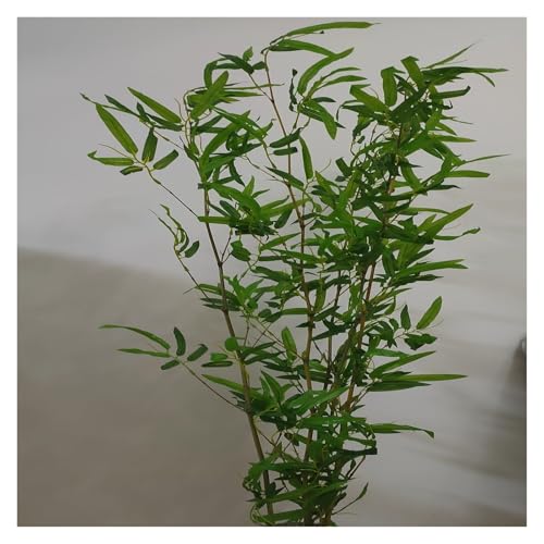 Bambú Árboles Artificiales 3ft 4ft 5ft 6ft 6.5ft Alto Pantalla de árbol de bambú de imitación, Árboles Artificiales Grandes para Porche Exterior, Greenery Privacidad Plantas realistas(1m/3.3ft High,5