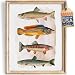 Vintage Fish Art Print - Unframed - 8x10