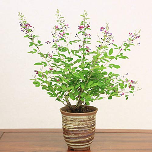 | ミニ盆栽：屋久島萩(萬古焼深鉢)*bonsai | 盆栽