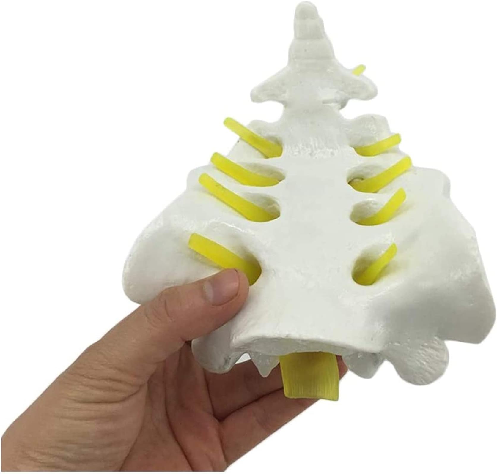 Study Model Educational Model Medical Anatomical Spine Model HSpine Model Life Size Spine Model Cervical Vertebra Vascular Thoracic Nerve Lumbar Disc Anatomy,Medical Models