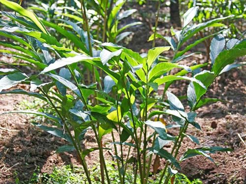Image of Hybrid All Spice Plant /Pimenta dioica, All Spice Pimenta Dioica spice scented leaf Kitchen Spice Live Plants & Tree (1-1.5 Ft Size) (Green Elaichi /Cardamom 'Choti Elaichi inch Plant)