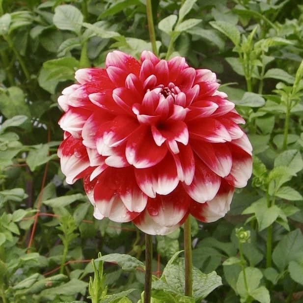 Amazon.co.jp: ダリア 球根 祝杯 しゅくはい 1球 花農家 正規品 中小輪