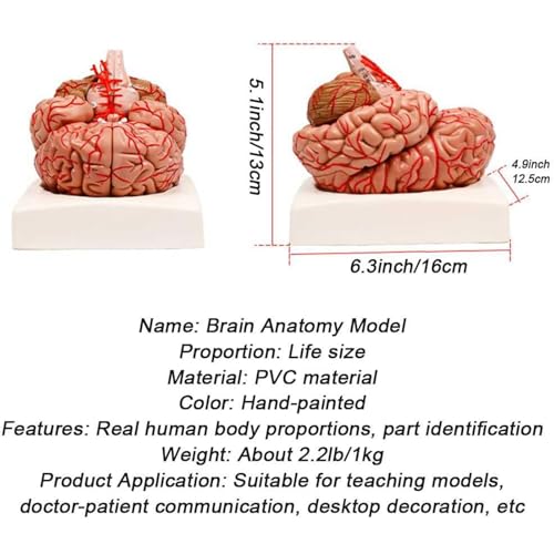 Modèle de cerveau humain de haute précision avec 41 repères anatomiques - 7