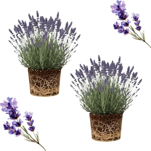 2 Lavender Plants Live Indoors, 4-8" Tall, Lavandula Perennial Flower
