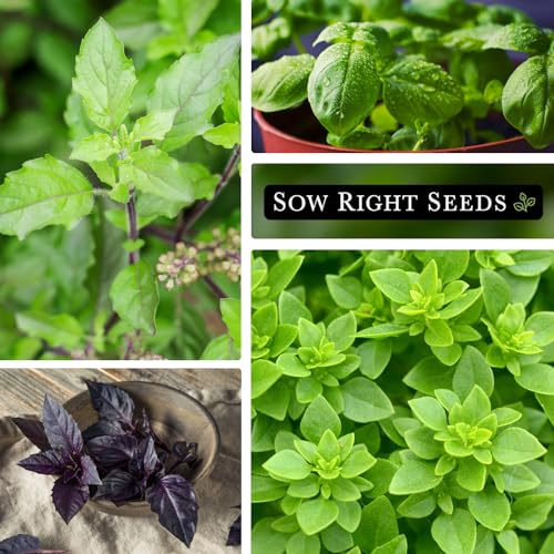 Sow Right Seeds - Large Basil Seed Collection for Planting - Genovese, Greek, Opal, Thai, and Lemon Basil - Non-GMO Heirloom Packets to Grow Indoors or Outdoor - Kitchen Herb Gardening f1 - Image 4