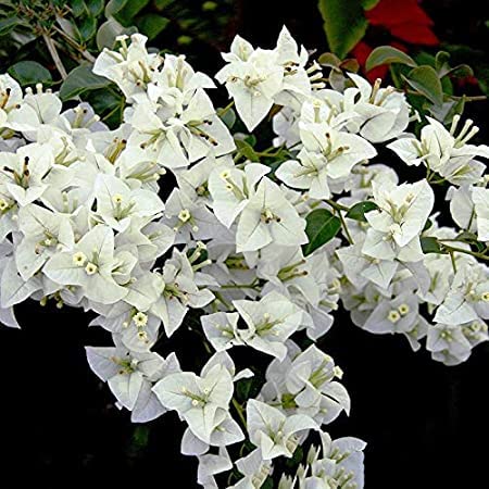 Bougainvillea White 1 Live Plant in Polybag (B09VZ66FT7) Amazon Price History, Amazon Price Tracker