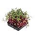 Detroit Dark Red Beet Seeds - Non-GMO Bulk Heirloom Seed for Growing Microgreens, Vegetable Gardening, Garden Salad Garnishes, More (1 Lb)