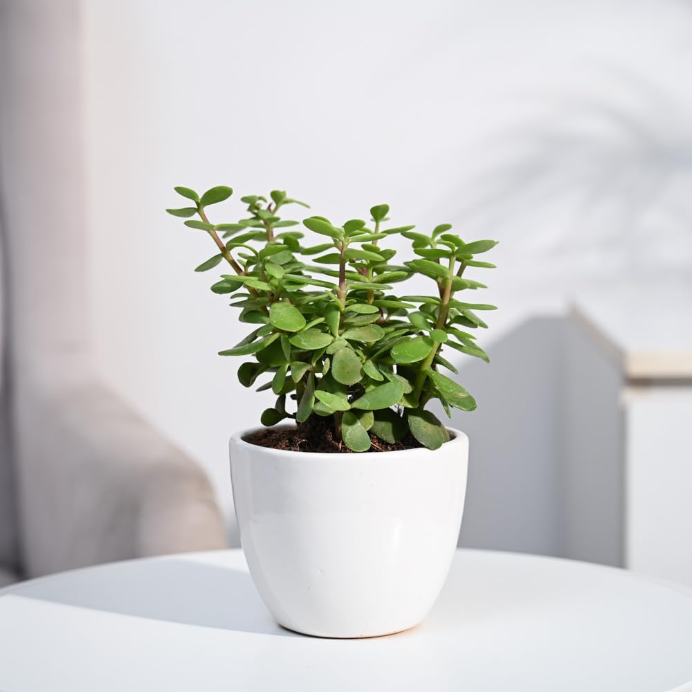 Jade Plant with White Pot/Indoor plant for home & office/Low maintenance, Air-Purifying plant with 5 inch white pot/Jade plant live-image-36