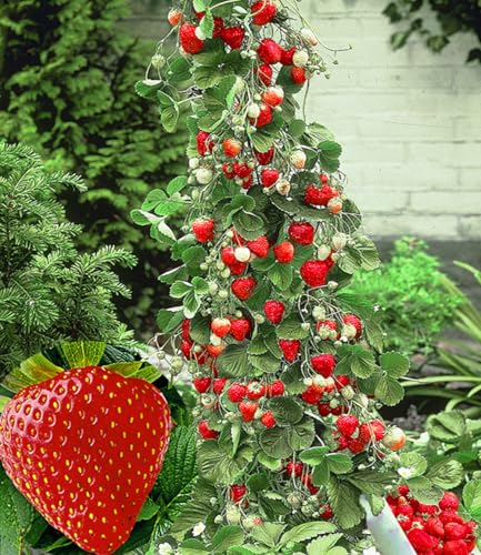 BALDUR Garten 3x Kletter-Erdbeere 'Hummi®', Pflanzen im 7x7 cm-Topf, Fragaria Erdbeerpflanze, schnellwachsende und rankende Klettererdbeeren, selbstfruchtend, winterhart, blühend, Fragaria x ananassa