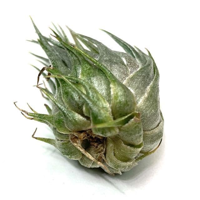 Amazon.co.jp: (現品) チランジア カウツキー (No.20578) (エアー