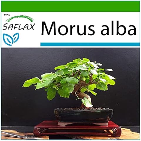 SAFLAX - Morera blanca - 200 semillas Cover