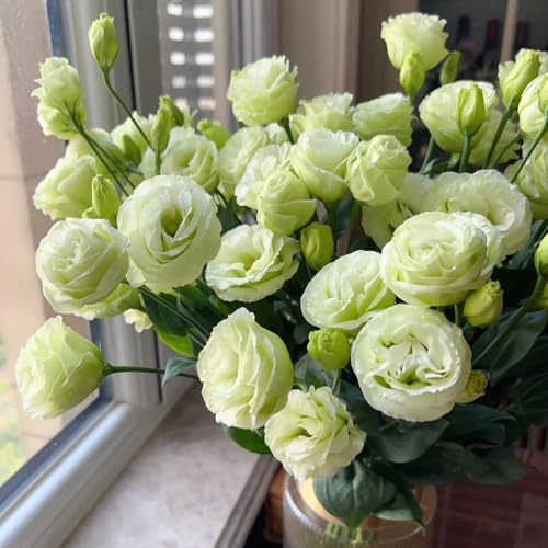 Semillas de Lisianthus, para lugares soleados Decoración de sala de estar semillas de silvestres perennes 120pcs