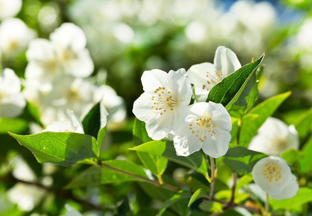 Amazon.com: 25+ White Jasmine Tree Seeds - Vibrant White Flowers