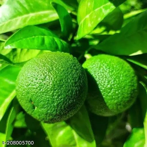 Image of GreenWorld Special Seedless Kolkata Pati Lemon /Nimboo (Pack Of 1 / Guti Kolom) Live Plant,Healthy & Air Layered Plant,''Fruit After 3 to 6 Month''