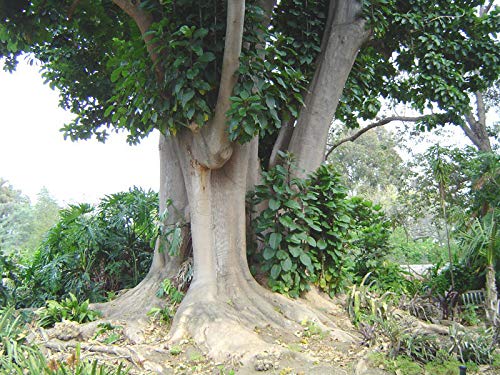 Amazon | 【種子】Phytolacca Dioica オンブー／メキシコヤマゴボウ