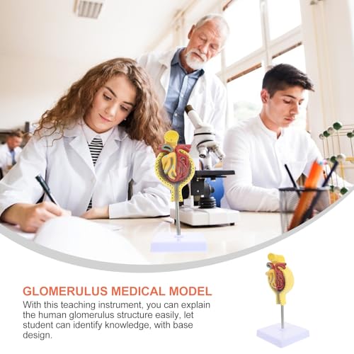 Modèle du glomérule pour enseignement médical de précision avec sa base rigide - 7
