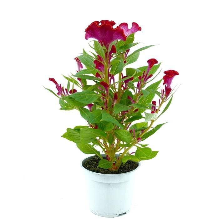 Planta Natural Amaranta Celosia Variante Cresta Gallo Color Mixto