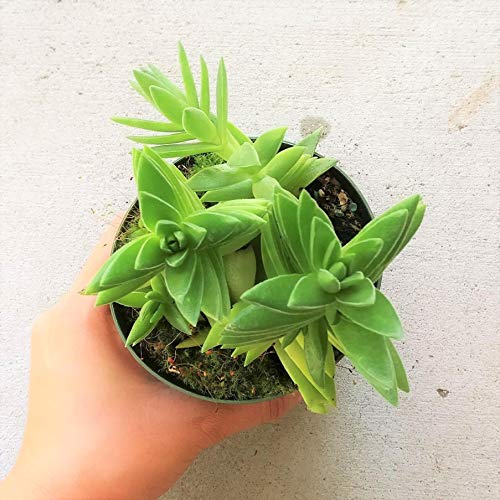 Crassula Red Pagoda 4 Inch | Unique Collection Of Live Crassula Succulents Easy To Grow Indoor House Plant, Fully Rooted In 2/4/6 Inch Sizes #TOP1