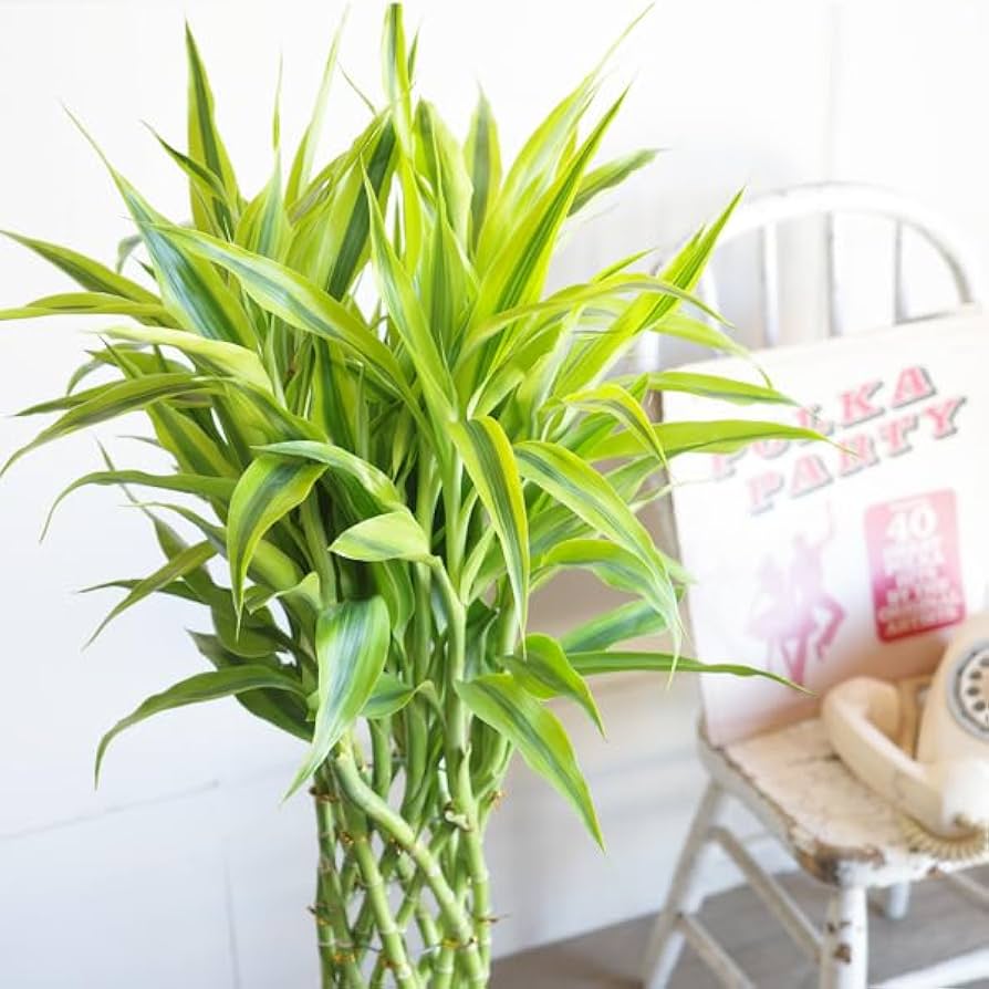 観葉植物 ドラセナ サンデリアーナ グリーン　ラッキーバンブー　８号鉢 観葉植物 ドラセナ サンデリアーナ グリーン ラッキーバンブー