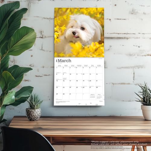 Maltese | 2026 12 x 24 Inch (Hanging) Monthly Square Wall Calendar | Plastic-Free | BrownTrout | Animals Small Dog Breeds - image 5