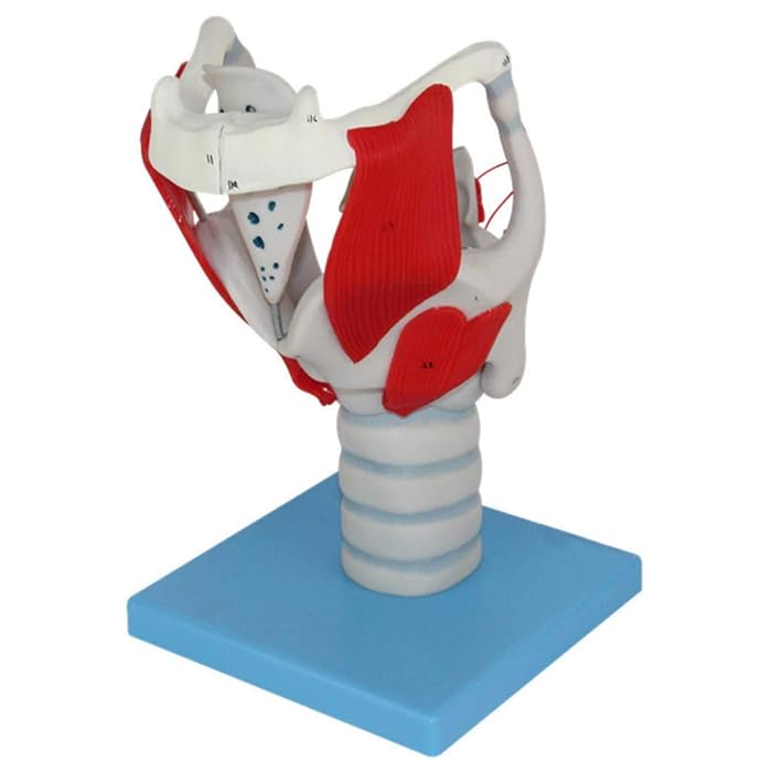 Buy Laryngeal Structure Function Model Tracheal Model Human Anatomy Science Models Larynx