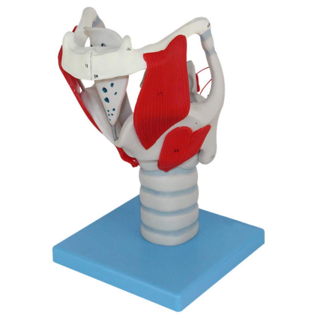 Buy Laryngeal Structure Function Model Tracheal Model Human Anatomy