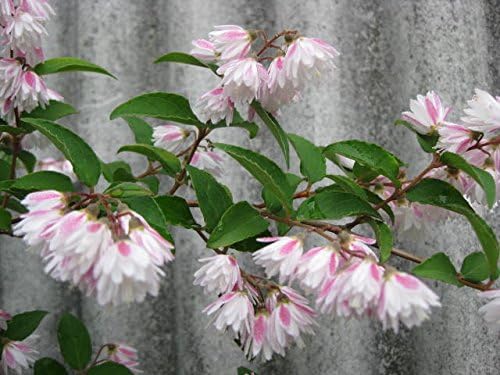 Amazon Co Jp サラサウツギ １pot 鉢底より高さ40ｃｍ前後 15ｃｍポット 更紗空木 Diy 工具 ガーデン