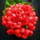 100 PELARgonium Flower Buds S G:Seeds Only