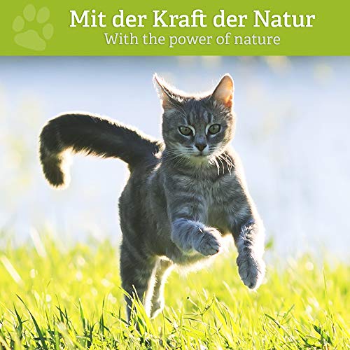 BELISY Läuse & Flöhe Bachblüten Kügelchen für Hunde & Katzen - Bei Läusen & Flöhen - Spezial Bachblütenmischung - alkoholfrei - 10 g