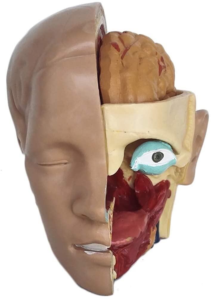 GaRcan Schädelmodell Menschliche Anatomische Anatomie Abnehmbare Kopfarterie Anatomisches Modell für den Unterricht exquisit