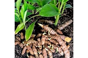 Turmeric Seeds for Planting, Elevate Your Herb Garden or Healing Remedies with Turmeric Rhizomes
