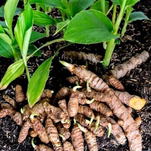 10 Turmeric Rhizomes - Tropical Plant - Great for Cooking and Health Benefits