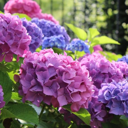Carbeth Plants Hydrangea Macrophylla Bouquet Rose in 9cm Pot - Ready to Plant