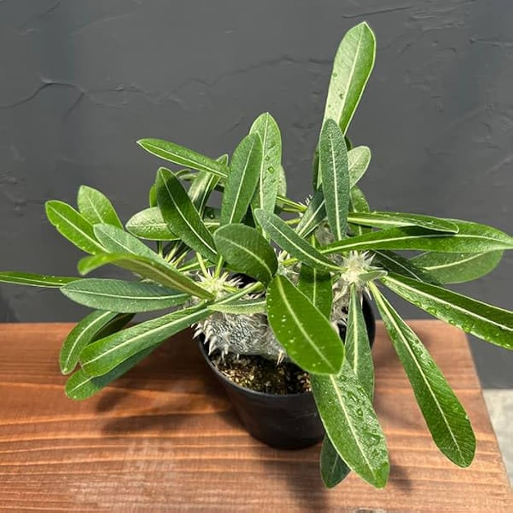 パキポディウム　エブレネウム 恵比寿大黒 塊根植物 Amazon｜パキポディウム：恵比寿大黒 （国内実生株） 3.5号 [塊根植物