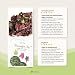 Meeresalgen-Mix Bio Algen-Flocken Getrocknet Atlantik - Dulse Ulva Meersalat Nori (Roh Vegan) Seetang Mischung Umami-Würze für Salat, Dashi, Salzersatz - Organic Raw Dried Seaweed Flakes I PureRaw 25g