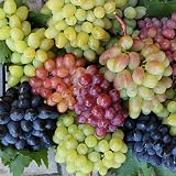 300pcs Mixed Grape Seeds for Planting Sweet Grape for Wine Making Fruit Dessert