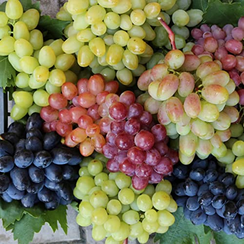 300Pcs Mixed Grape Seeds For Planting Sweet Grape For Wine Making Fruit Dessert #TOP10
