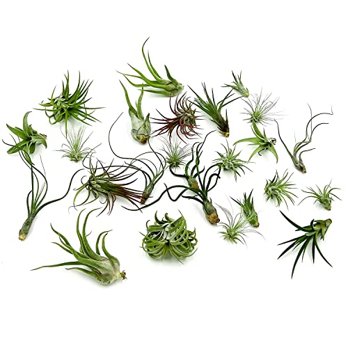 ragnaroc Air Plants Bulk 25 Count
