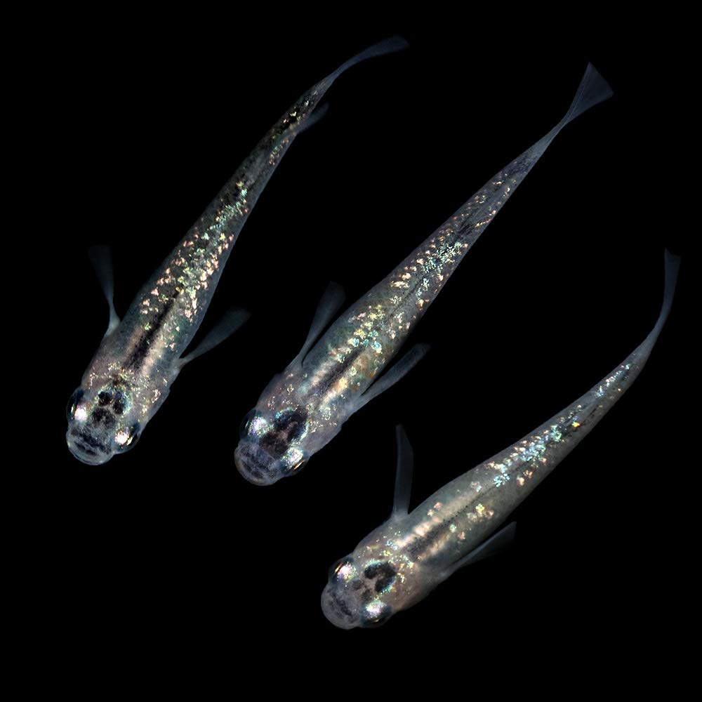 Amazon | （めだか）忘却の翼メダカ（1ペア） | charm(チャーム