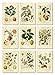 Ink Inc. Fruit Botanical Prints Vintage Wall Art Drawing, Lemon Apple Orange Pomegranate Cherry Elderberry Raspberry Quince Colocynth, Set of 9, 5x7, Unframed