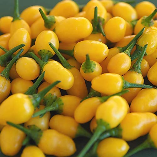 Golden Hills Farm Yellow Chilli Pepper Seeds,Rare Variety vegetable chili seeds 100 seeds (B07P2MSWHH) Amazon Price History, Amazon Price Tracker