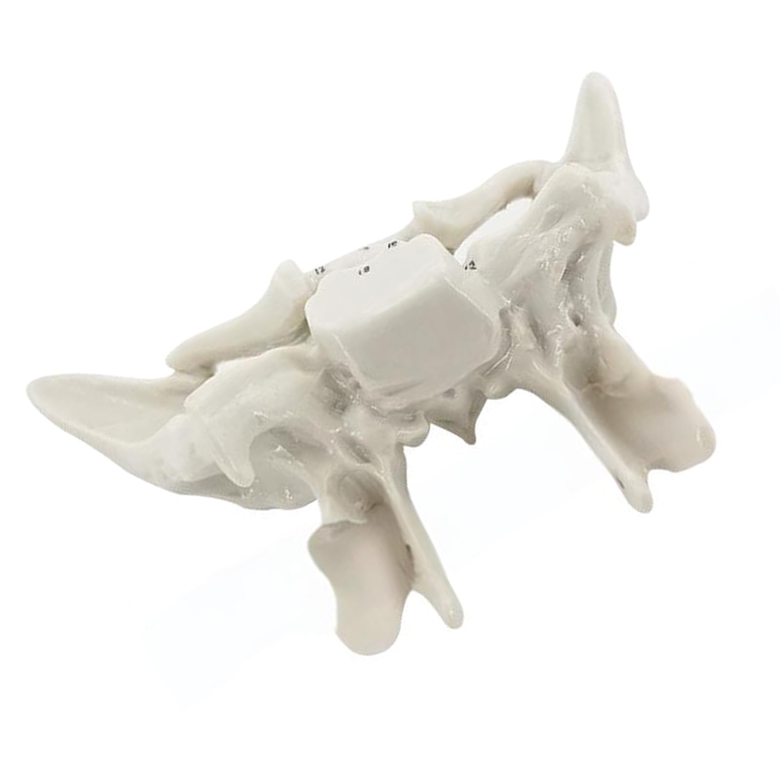 Modello osseo temporale umano Strumento didattico Strumento di insegnamento Scheletro umano Anatomia Modello Scuola Forniture didattiche per Studio Osso Temporale per Anatomia Scheletro Forniture