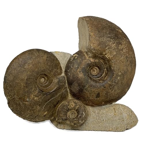 WatanGems 16.6 lbs, 12.5