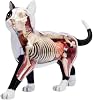 Modelo de Anatomía de Gato 4D Vision, Modelos Anatómicos de Enseñanza Animal | 28 Órganos y Partes del Cuerpo Desmontables, Herramienta de Entrenamiento Veterinario para Mascotas, Modelo de Esqueleto de Gato para Estudio e Investigación 1