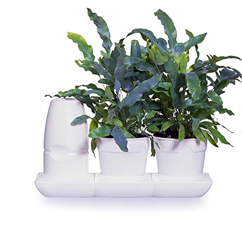minigarden Basic S Pots, Kit Innovador para Inexpertos para un Cultivo Fácil, Sistema Automático de Riego y Nutrición, Ideal para Alféizares, Encimeras, Baldas y Mesas (Blanco)