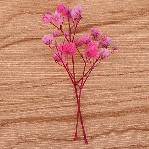 Flores y hojas secas prensadas naturales para manualidades miniatura 4