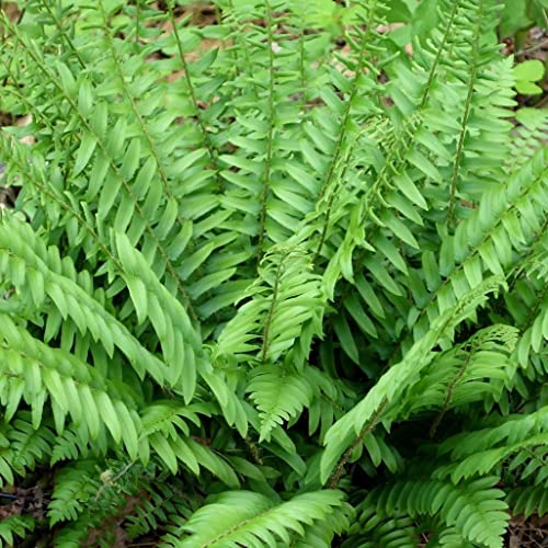 Votaniki Christmas Fern Roots - 2 Pack