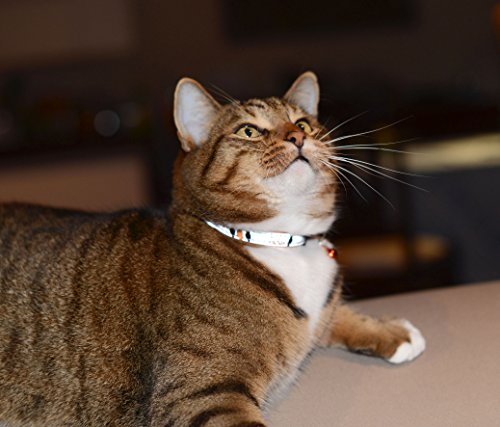 Rogz Reflective Cat Collar With Breakaway Clip And Removable Bell, Fully Adjustable To Fit Most Breeds, Orange Bird Design #TOP3