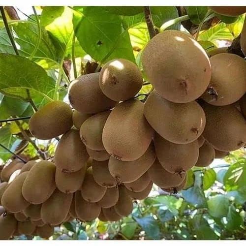 Greenursery Kiwi Fruit Live Plant original Variety For Home Dwarf Seedless Plants & Tree Outdoor Living Indoor Plants (3)